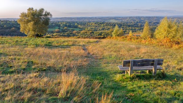 Autumn Sunshine lighting up the Ashdown Forest