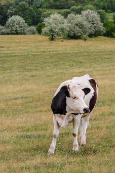 One cow grazing at meadow in Moldova