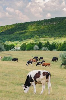 Cows herd grazing at meadow in Moldova