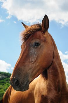 Red horse head portrait against the sky