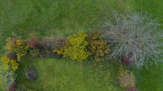 Top down aerial view of garden fence overgrown with bushes and trees, autumn foliage, green meadow, nobody, home gardening, colorful foliage