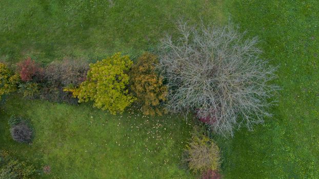 Top down aerial view of garden fence overgrown with bushes and trees, autumn foliage, green meadow, nobody, home gardening, colorful foliage