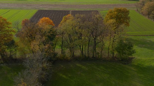 Aerial shot of trees in hedgerow, vibrant autumn foliage, dividing a meadow from a plowed field, typical central European landscape, Slovenia countryside