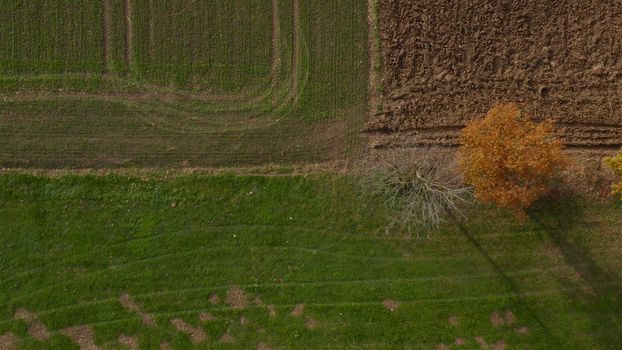 Aerial shot of trees in hedgerow, vibrant autumn foliage, dividing a meadow from a plowed field, typical central European landscape, Slovenia countryside