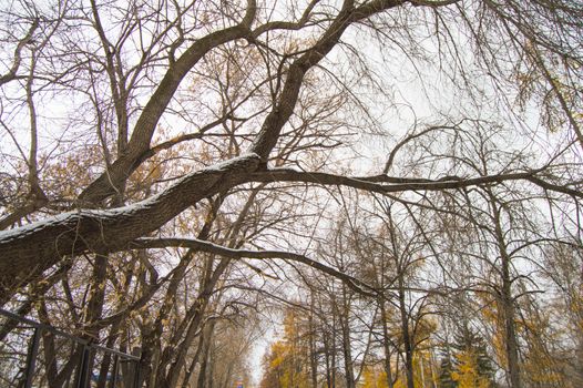 An old tree covered with the first snow bent over the alley in the Park.