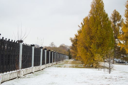 Larch with yellow needles grow along the fence in the Park. The first snow fell.