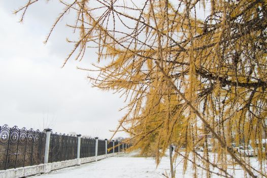 Larch with yellow needles grow along the fence in the Park. The first snow fell.