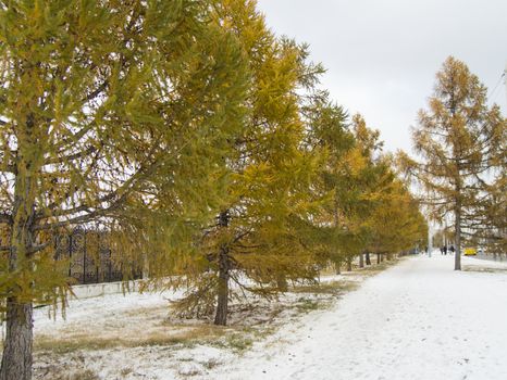 Larch with yellow needles grow along the fence in the Park. The first snow fell.