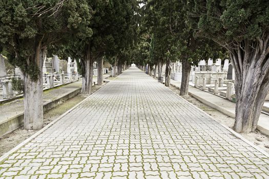 Road with depth in a cemetery, detail a walk among trees in a sacred place