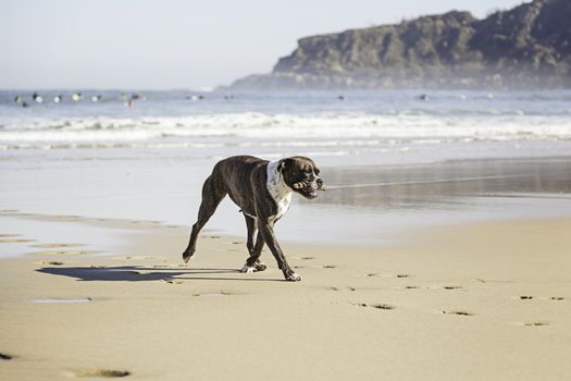 Dog running on the beach, detail of a dog playing and enjoying the sea, nature and wildlife