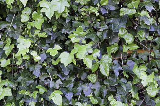 Background ivy on a wall, detail of a green plant on a wall in the city, wild fauna