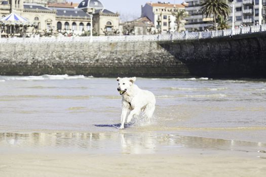 I dog playing on the beach, detail of a pet enjoying the sea, fun and games, animal and nature