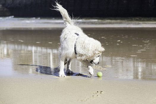 Dog playing on the beach, detail of a pet enjoying the sea, fun and games, animal and nature