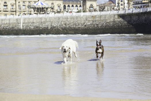 Dogs playing and running on the beach, detail of a couple of domestic dogs in the sea, animals and nature