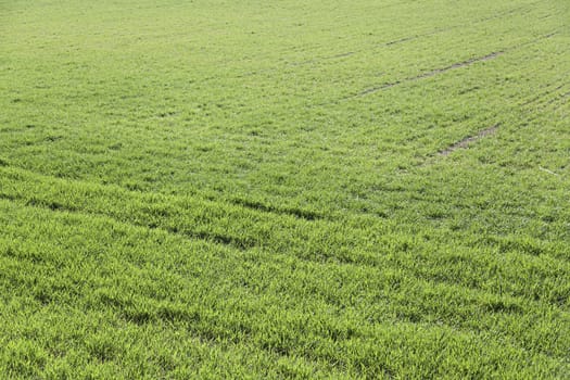 Grass background, detail of a textured background in a field outdoors, plants and nature