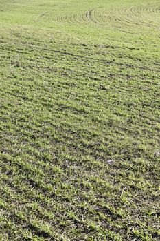 Grass in a field, detail of a field planted with grass, agriculture and nature