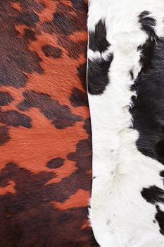 Animal skins color, detail of furs in an old market