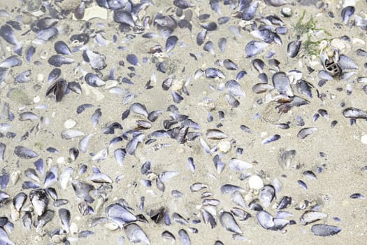 Shells on the sea water, detail of some shells on the sea molluscs