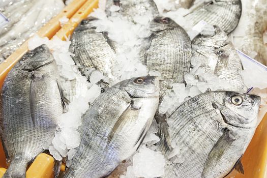 Fresh fish in a market, detail of an old fishmonger, healthy food, sea fish