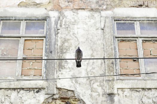 Dove in light cables, detail of a bird perched on electrical wires
