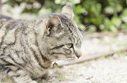 Cat resting on the street, detail mammal domesticated animal, feline quiet