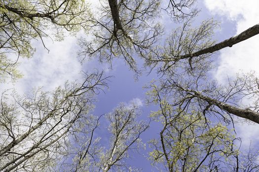 Trees and sky detail some trees in a forest, nature and wildlife