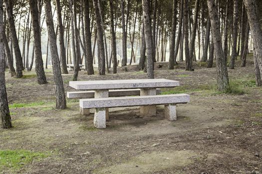 Stone seat in a forest, detail of a bank in a grove of trees, nature