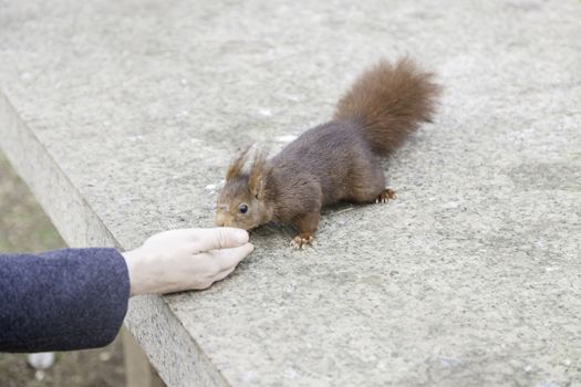Feeding a squirrel, detail of a person feeding a wild squirrel nut