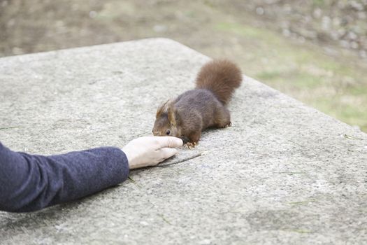 Feeding a squirrel, detail of a person feeding a wild squirrel nut