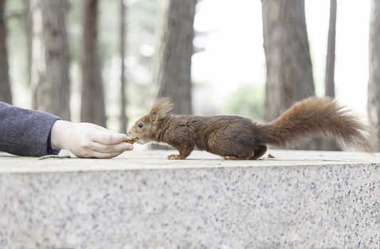 Feeding a squirrel in the forest, wild animal in detail of the nature, flora and fauna, animal care