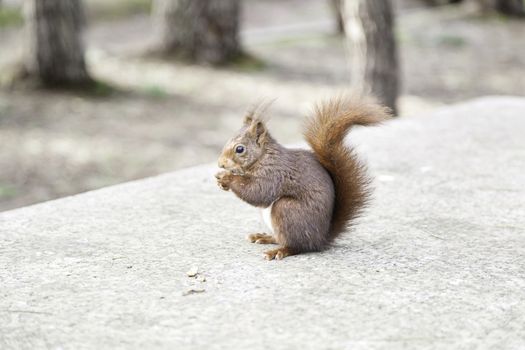 Wild squirrel eating nuts, detail of a wild animal in the forest, feeding on nuts