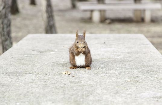 Wild squirrel eating nuts, detail of a wild animal in the forest, feeding on nuts