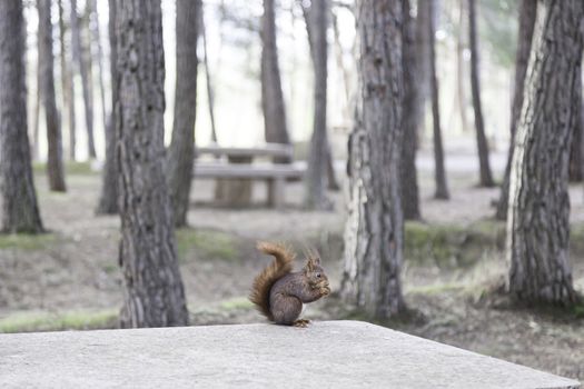 Wild squirrel in a forest, detail of a wild animal in freedom, nature and wildlife, animal free