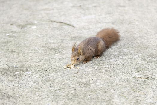 Wild squirrel eating nuts, detail of a wild animal in the forest, feeding on nuts