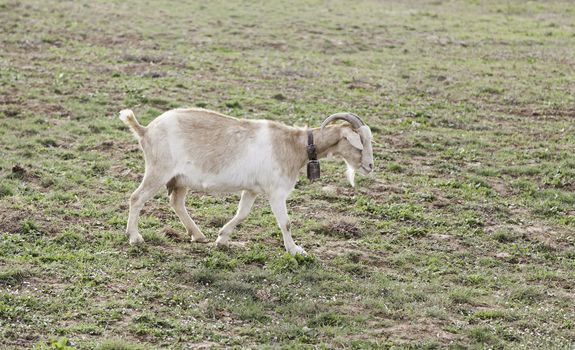 Goats free detail about animals on a farm mammals, domestic rural wildlife