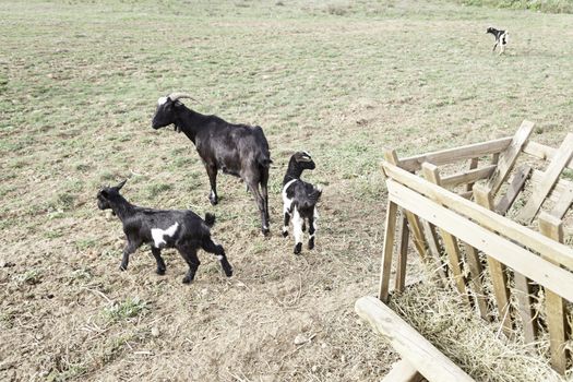 Goats free detail about animals on a farm mammals, domestic rural wildlife