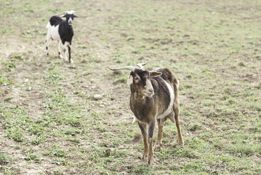 Goats free detail about animals on a farm mammals, domestic rural wildlife