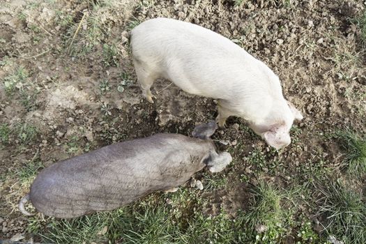 Two pigs in a farm detail about animal mammal on a rural farm