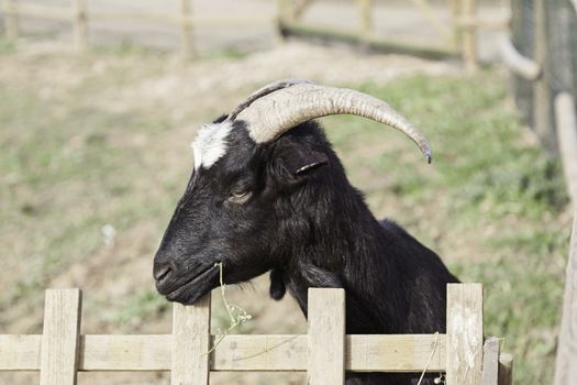 Wild goat with horns, detail of an adult dairy goat, animal wild mammal