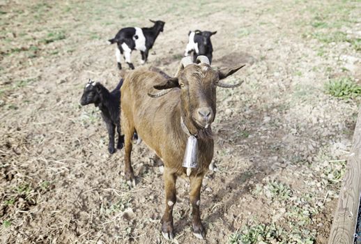 Goats on a farm eating mammals detail on a farm, rural wildlife