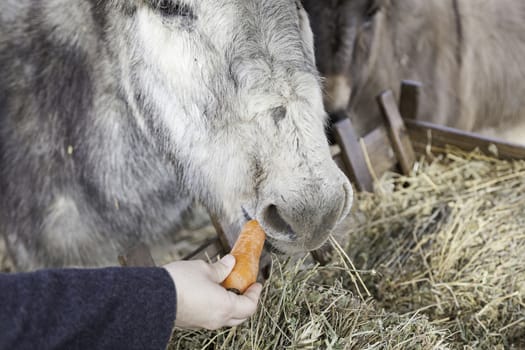 Donkeys eating mammals detail on a farm feeding, pets
