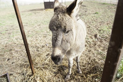 Donkey on a farm, detail of a mammal in captivity on a farm, domestic animals