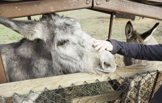 I petting a donkey on a farm, giving details of a person to an animal affection