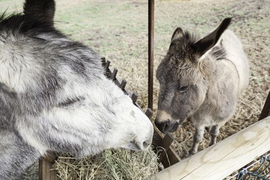 Donkeys eating mammals detail on a farm feeding, pets