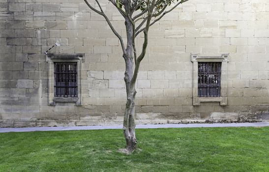 Tree trunk in a medieval courtyard, detail of a tree on a lawn, historic courtyard