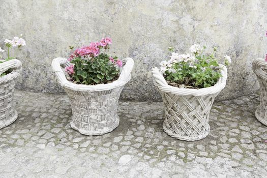 Old potted plants, detail put some pots plants, nature