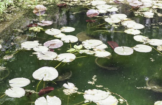 Water lilies in a pond, a detail of plants in the water, nature and water