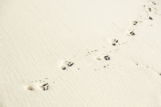 Footprint in the sand on the beach, detail signal marked in the sand, sea sand