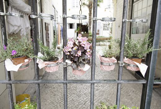 Potted plants in a street, detail of a fence decorated with plants