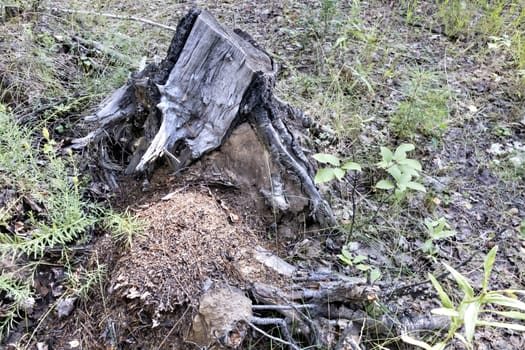 old split stump in the forest among the grass